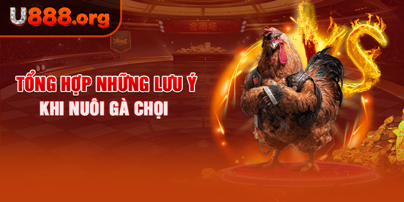 Tổng hợp những lưu ý khi nuôi gà chọi