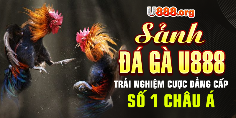 Sảnh Đá Gà U888 – Trải Nghiệm Cược Đẳng Cấp Số 1 Châu Á