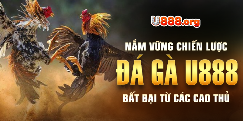 Nắm vững chiến lược đá gà U888 bất bại từ các cao thủ