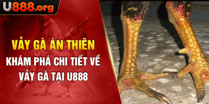 Vảy Gà Án Thiên – Khám Phá Chi Tiết Về Vảy Gà Tại U88