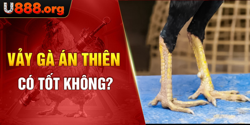 Vảy gà án thiên có tốt không?